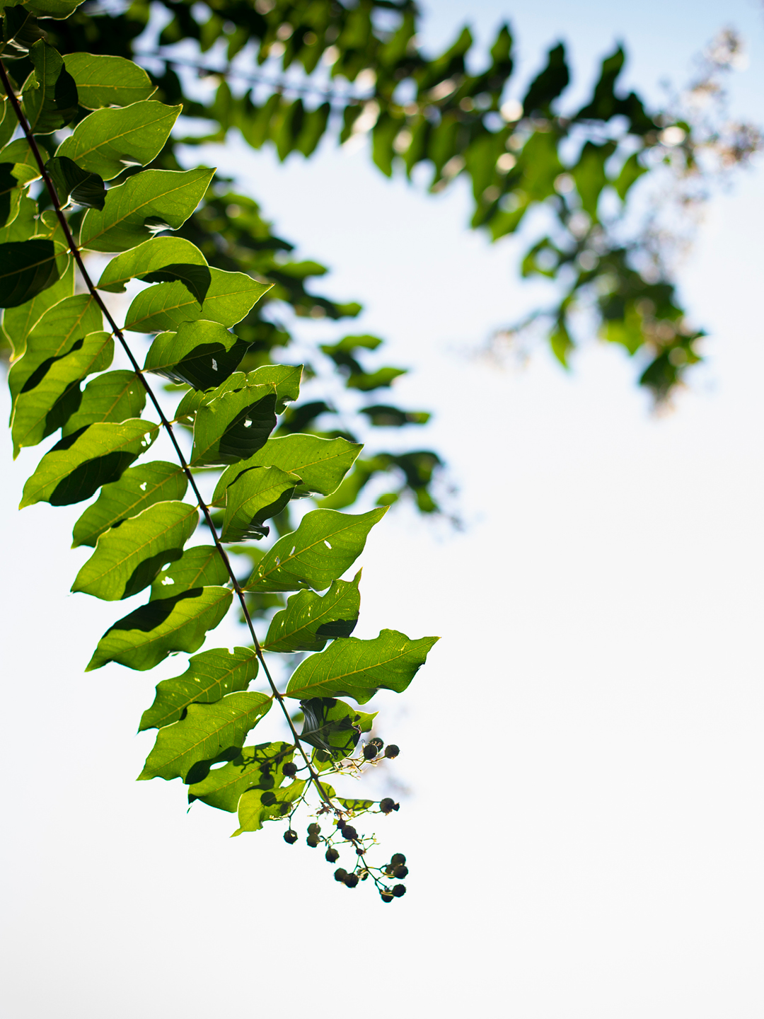 Nature