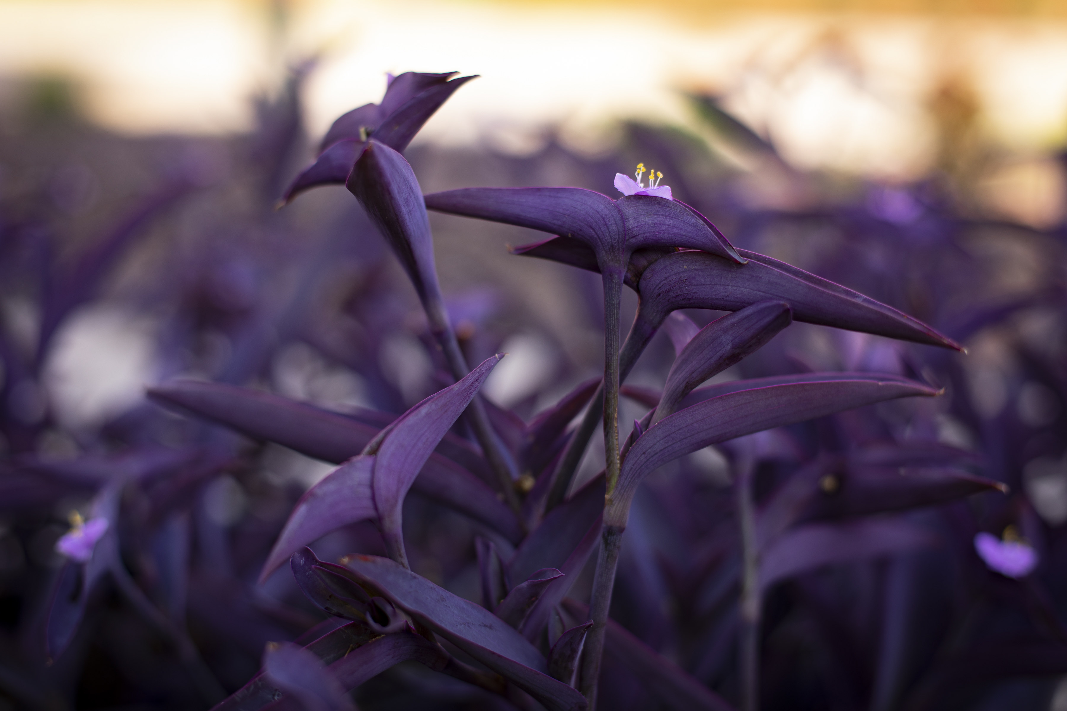 Purple flowers