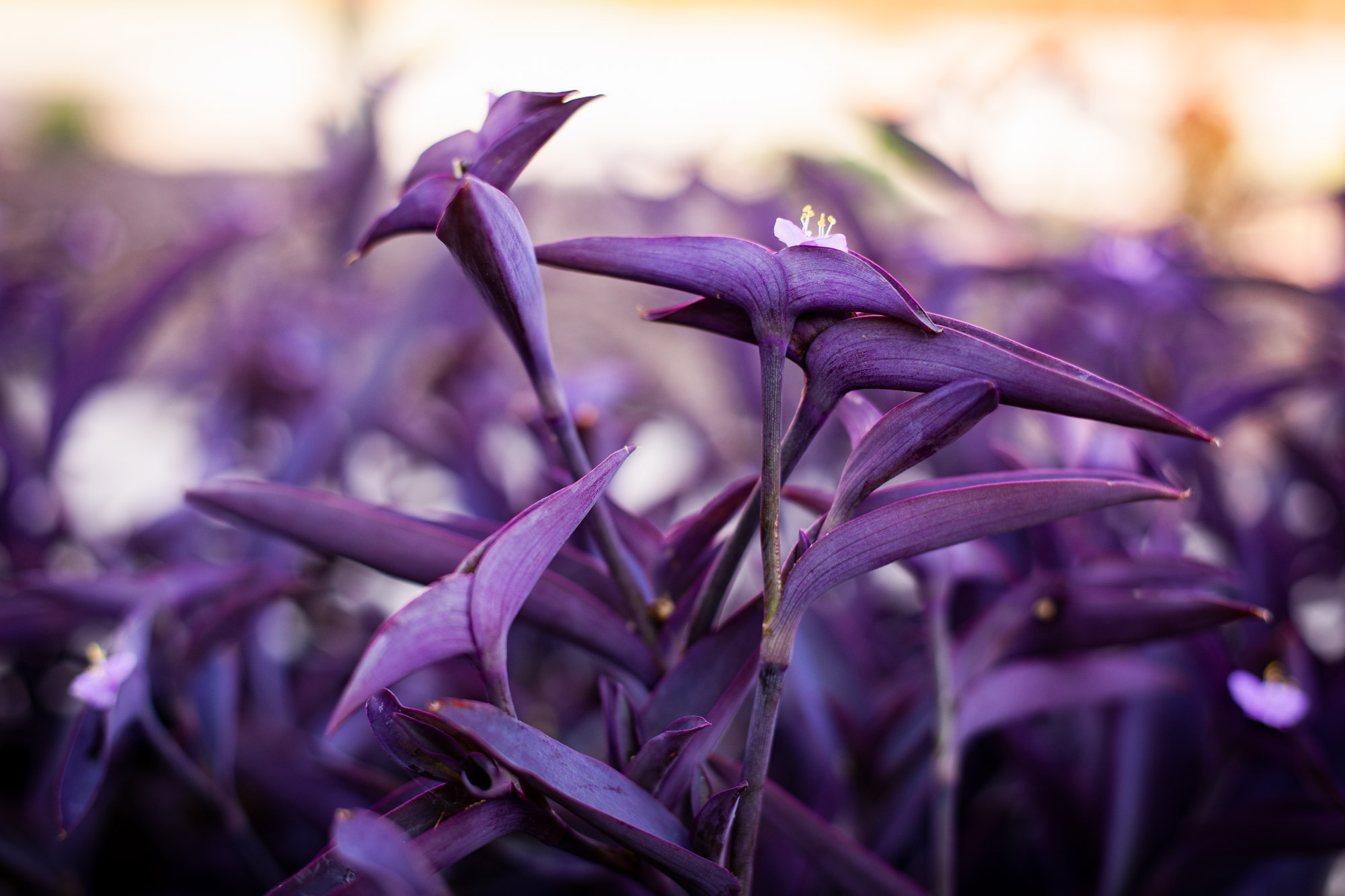 purple flowers