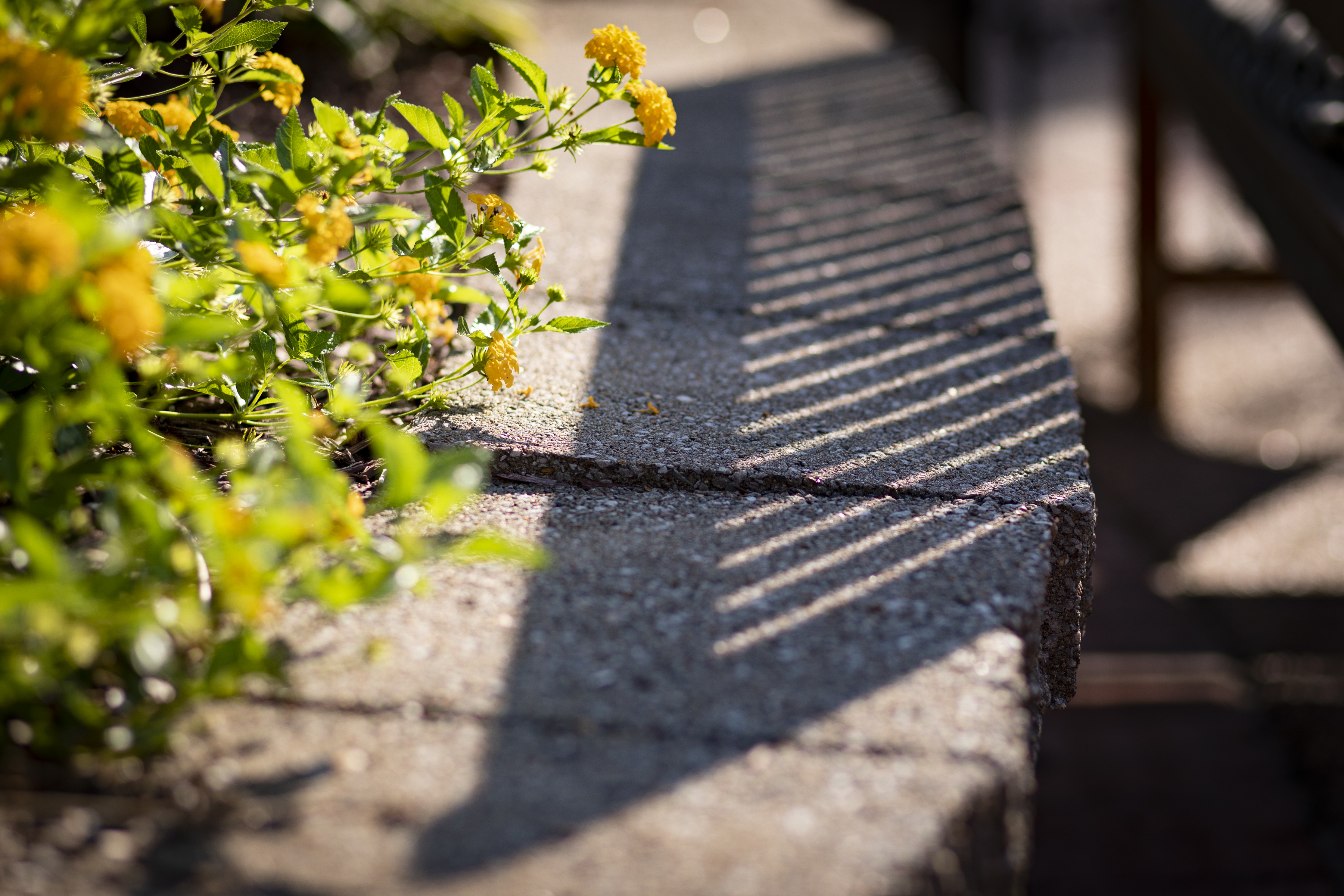 shadow