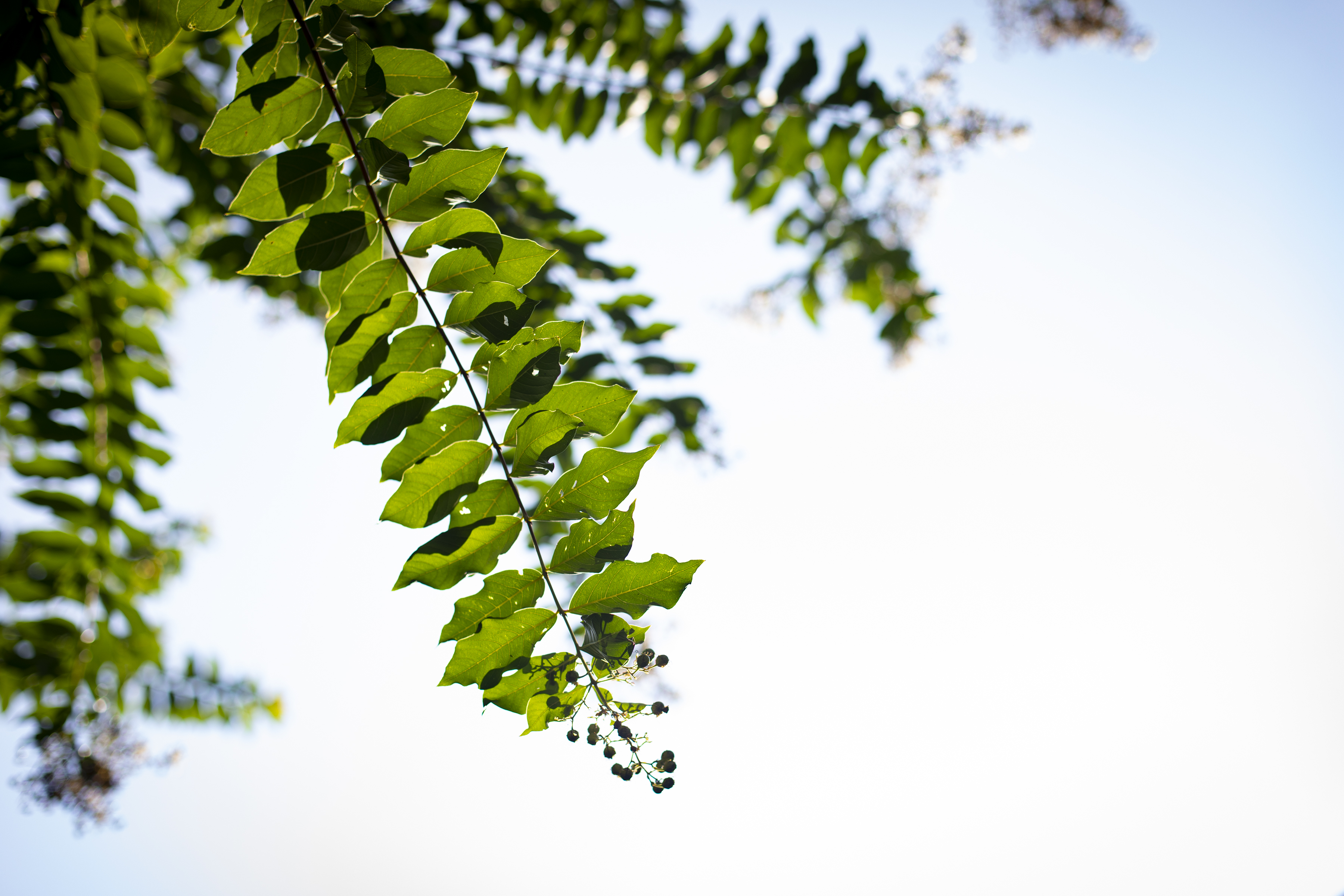 leaves