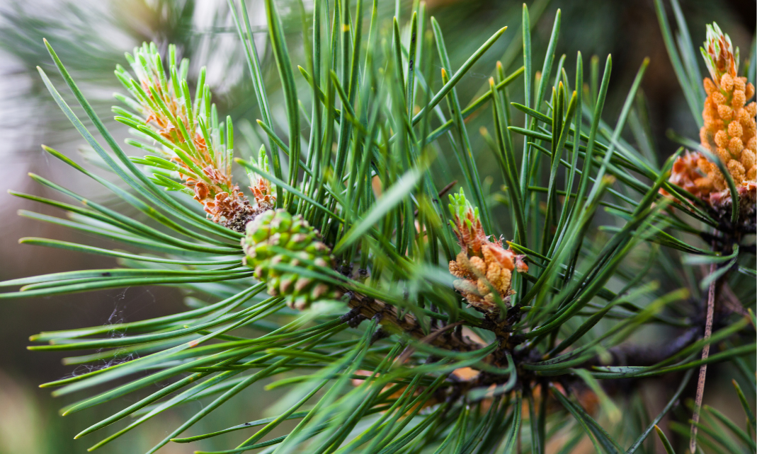 male pine cone